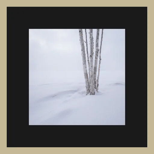 Bouleaux d'hiver
